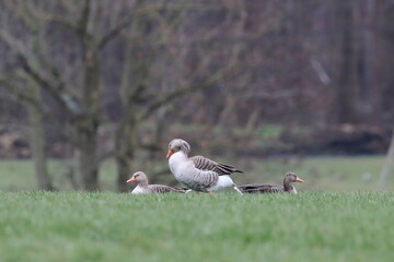 Wildgänse auf der Wiese