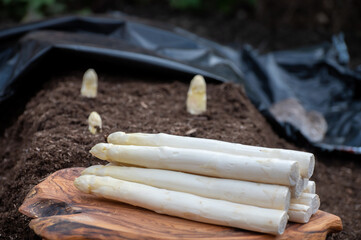 Harvesting on farm field of high quality Dutch white asparagus vegetables, growing asparagus, tasty vegetarian dinner