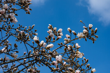 Spring blossom of white magnolia tree in sunny day with blue sky