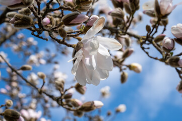 Spring blossom of white magnolia tree in sunny day with blue sky