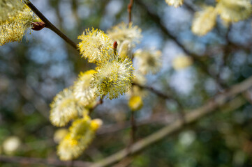 Spring yellow blossom of willow tree catkins