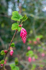 Spring blossom of pink Ribes sanguineum, flowering currant, redflower currant plant