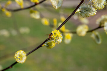 Bees pollinate spring blooming willow tree, flora and fauna