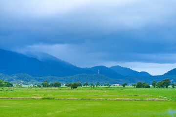 Breathtaking natural landscape. Green rice field and dark blue cloudy over mountains on background.