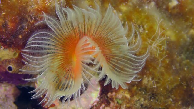 The bright tentacles of Red-spotted horseshoe or Smooth tubeworm (Protula tubularia) sway in time with the waves. Mediterranean.