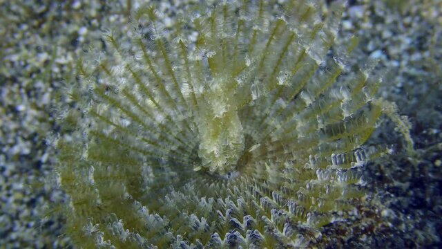 Peacock worm or Peacock feather duster worm (Sabella pavonina) hunts with a tentacle crown to catch small organisms. Mediterranean, Greece.