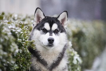 husky puppy in winter day