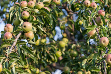 A pear tree with ruddy fruits. Selective focus, copy space.