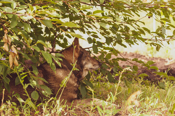 The dog lies in the shade of a cherry bush on the grass in the garden. Selective focus.
