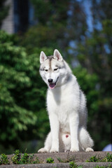 husky puppy in winter day