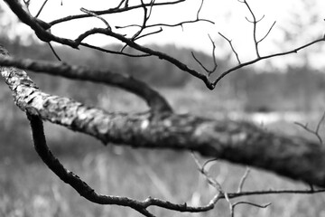 A branch of a pine tree, burnt after a forest fire.