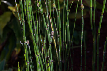 The equisetum plant gives that special look to the garden