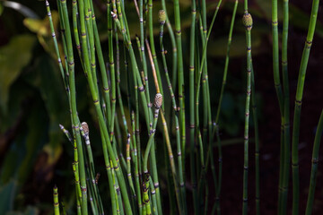 Obraz premium The equisetum plant gives that special look to the garden