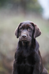 Labrador chocolate puppy walks in the park