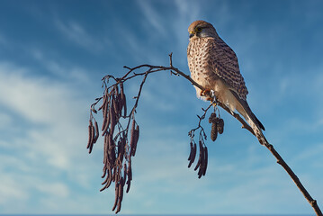 Falcon sitting on a branch