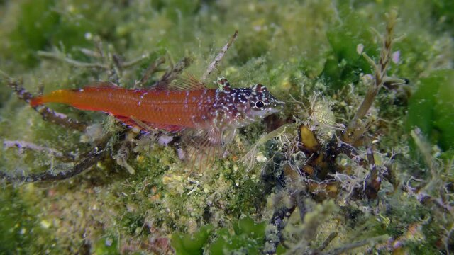 Bright red male Black Faced Blenny (Tripterygion melanurum) on a rock overgrown with green algae, extreme close-up. Mediterranean.