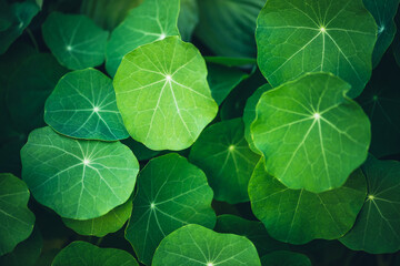 Minimalist nature background with green leaves with veins in sunlight. Beautiful minimal backdrop with leaves of nasturtium in macro. Nature minimalism with greenery. Vivid natural texture of leaves. - obrazy, fototapety, plakaty