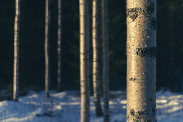 Naklejka premium Birches at Krabyskogen Forest, Toten, Norway, at winter.