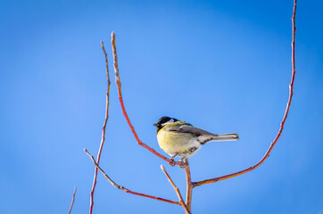 Great tit on the branches in the forest.