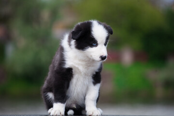 Yakut Laika puppy with blue eyes