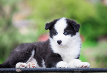 Yakut Laika puppy with blue eyes