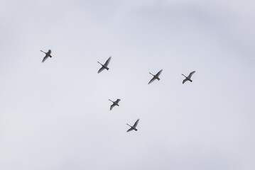 Selective focus photo. Whooper swans, Cygnus cygnus flying in the sky. First Migratory birds.