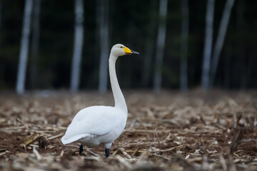 Selective focus photo. Whooper swans, Cygnus cygnus on field. First Migratory birds.