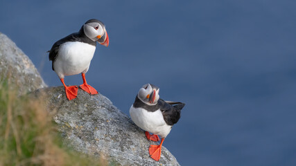 Atlantic Puffin (Fratercula arctica) Norway
