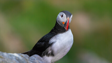 Atlantic Puffin (Fratercula arctica) Norway