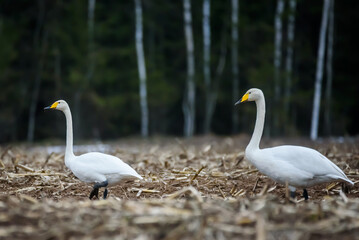 Selective focus photo. Whooper swans, Cygnus cygnus on field. First Migratory birds.