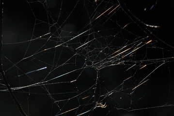 Spinnennetz in der Sonne