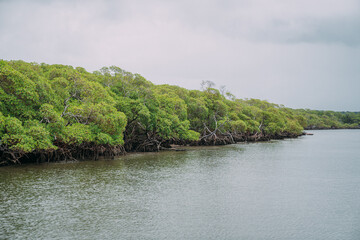 Fototapeta na wymiar Mangrove forest, green foliage above the waterline and roots with underwater marine life, Brazilian sea