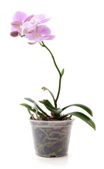 Fototapeta na wymiar Pink orchid flowers in a pot.