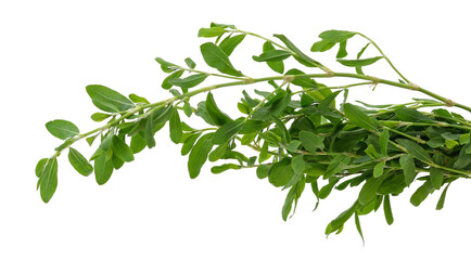 Bunch of green knotweed.