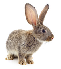 One brown rabbit listening.