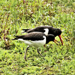 A close up of 2 Oystercatchers