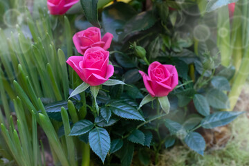 A group of miniature pink roses.