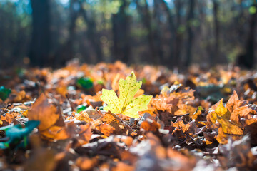 Yellow maple leaf in autumn forest