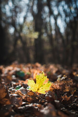 Yellow maple leaf in autumn forest