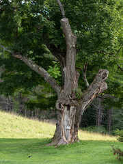 Obraz premium old oak tree