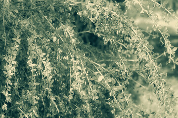 Thunberg barberry bush with berries. Sepia, selective focus.