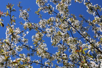 Delicate white flowers on tree branches in a rustic garden in spring