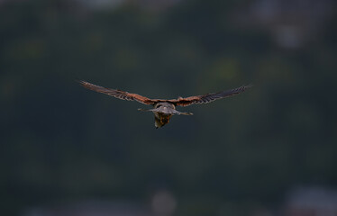 Selective focus shot of a common kestrel (Falco tinnunculus) flying in the sky