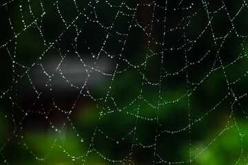 Raindrops on a spider web in the forest