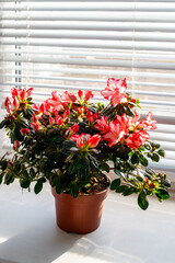 Blooming pink azalea in flower pot on windowsill