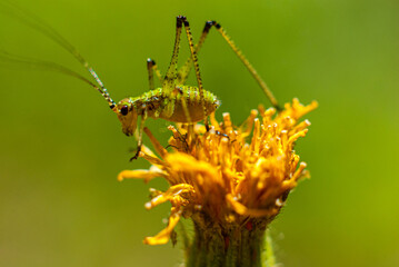 A green little grasshopper (cricket) sits on a flower. Insects that live in the garden