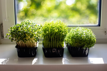 Indoor microgreens on the kitchen windowsill in the morning