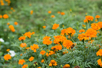 Tagetes erecta, mexican marigold, aztec marigold, Orange flowers for phrases or backgrounds