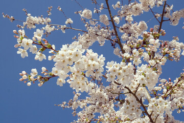 White cherry blossom in flower during the spring