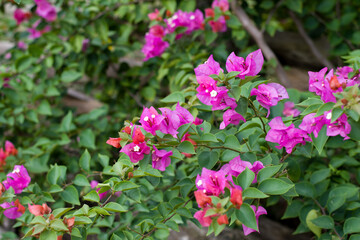 bougainvillea spectabilis, Fuchsia flowers for phrases or backgrounds